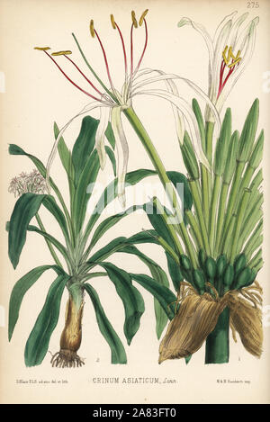 Poison bulb, giant crinum lily or spider lily, Crinum asiaticum. Handcoloured lithograph by Hanhart after a botanical illustration by David Blair from Robert Bentley and Henry Trimen's Medicinal Plants, London, 1880.