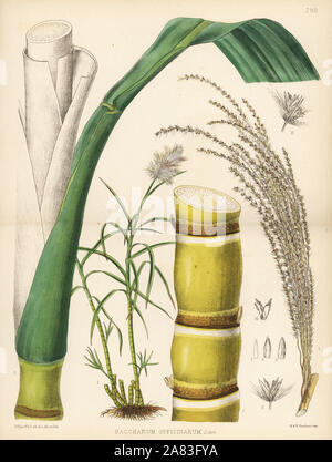 Sugar-cane, Saccharum officinarum. Handcoloured lithograph by Hanhart ...