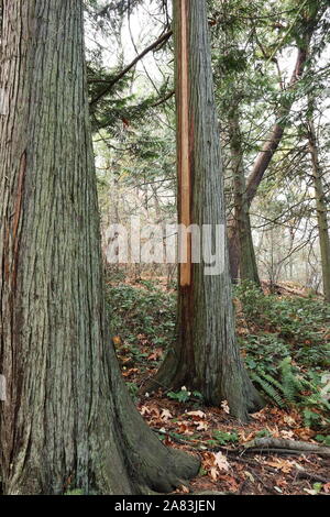 culturally modified cedar tree with bark stripped off for basketry in the Pacific Northwest First Nations Tradition Stock Photo