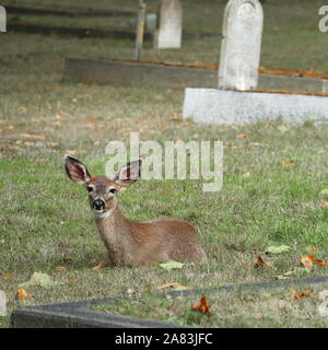 female Columbia Black-tail Deer laying in cemetery.   Doe is facing camera with ears in alert pose.  Grave markers in background. Stock Photo