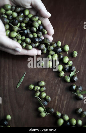 Top view of woman's hands holding fresh green olives on wooden background. Stock Photo