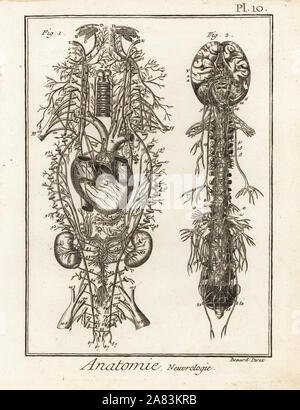 Illustration of the brain and spinal cord from the body of an adult ...