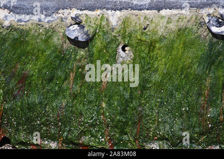 seaweed barnacles and shells attached to a sea wall in the port of Numana in Italy with seaweed or algae around Stock Photo