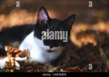 Cute Cat laying in garden. Autumn Stock Photo