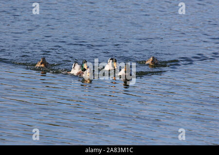 three pairs of mallards male and female ducks Latin name Anas platyrhynchos family anatidae swimming in a lake in Porto Potenza Picena in Italy Stock Photo