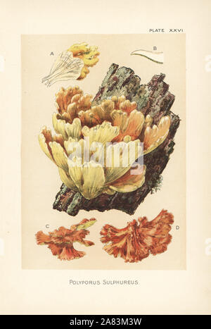 Crab-of-the-woods, Laetiporus sulphureus (Polyporus sulphureus). Chromolithograph after a botanical illustration by William Hamilton Gibson from his book Our Edible Toadstools and Mushrooms, Harper, New York, 1895. Stock Photo