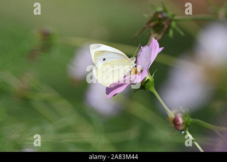 small white or cabbage white butterfly closeup scientific name pieris rapae collecting pollen on a garden cosmos bipinnatus flower or Mexican aster Stock Photo