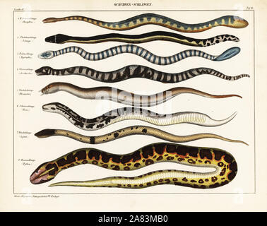 Marine file snake, Chersydrus granulatus, pelagic sea snake, Pelamys bicolor, Lake Taal snake, Hydrophis cyanocinctus, wart snake, Acrochordus javanicus, tentacle snake, Erpeton tentaculatus, Javelin sand boa, Eryx jaculus, crowned false boa, Pseudoboa coronata, and Indian python, Python molurus. Lithograph from Lorenz Oken's Universal Natural History, Allgemeine Naturgeschichte fur alle Stande, Stuttgart, 1841. Stock Photo