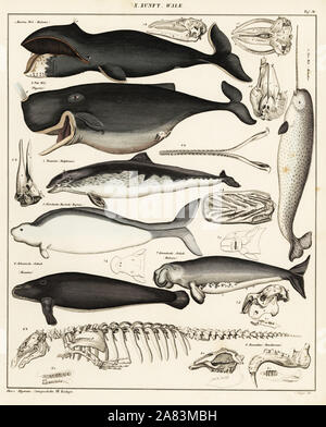 Bowhead whale, Balaena mysticetus, sperm whale, Physeter macrocephalus, short-beaked dolphin, Delphinus delphis, extinct Steller's sea cow, Hydrodamalis gigas, West Indian manatee, Trichechus manatus, and narwhal, Monodon monoceros. Lithograph from Lorenz Oken's Universal Natural History, Allgemeine Naturgeschichte fur alle Stande, Stuttgart, 1841. Stock Photo