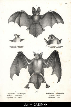 Javan slit-faced bat, Nycteris javanica (vulnerable) 1, greater bulldog bat, Noctilio leporinus 2, and head of proboscis bat, Rhynchonycteris naso, head of hairy-legged vampire bat, Diphylla ecaudata. Lithograph by Karl Joseph Brodtmann from Heinrich Rudolf Schinz's Illustrated Natural History of Men and Animals, 1836. Stock Photo