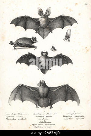 Brown long-eared bat, Plecotus auritus 1, common noctule, Nyctalus noctula 2, common pipistrelle, Pipistrellus pipistrellus 3, and striped hairy-nosed bat, Mimon crenulatum 4. Lithograph by Karl Joseph Brodtmann from Heinrich Rudolf Schinz's Illustrated Natural History of Men and Animals, 1836. Stock Photo