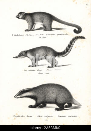 Kinkajou, Potos flavus 1, South American coati, Nasua nasua 2, and European badger, Meles meles 3. Lithograph by Karl Joseph Brodtmann from Heinrich Rudolf Schinz's Illustrated Natural History of Men and Animals, 1836. Stock Photo