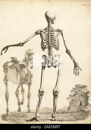 Human skeleton from the rear, with horse skeleton by George Stubbs. Copperplate engraving by Edward Mitchell after an anatomical illustration by Bernhard Siefried Albinus  from John Barclay's A Series of Engravings of the Human Skeleton, MacLachlan and Stewart, Edinburgh, 1824. Stock Photo