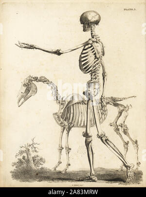 Side view of human skeleton and horse skeleton. Copperplate engraving by Edward Mitchell after anatomical illustrations by Bernhard Siegfried Albinus and George Stubbs from John Barclay's A Series of Engravings of the Human Skeleton, MacLachlan and Stewart, Edinburgh, 1824. Stock Photo