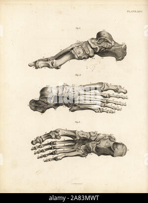 Views of the bones in the human foot from ankle to toe. Copperplate engraving by Edward Mitchell after an anatomical illustration by Jean-Joseph Sue from John Barclay's A Series of Engravings of the Human Skeleton, MacLachlan and Stewart, Edinburgh, 1824. Stock Photo