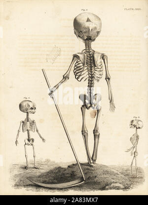 ILLUSTRATION HUMAN FETAL SKELETON Stock Photo - Alamy