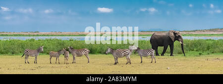 A large elephant coming out of the river, all wet, in the marshes in Tanzania, with a herd of zebras Stock Photo