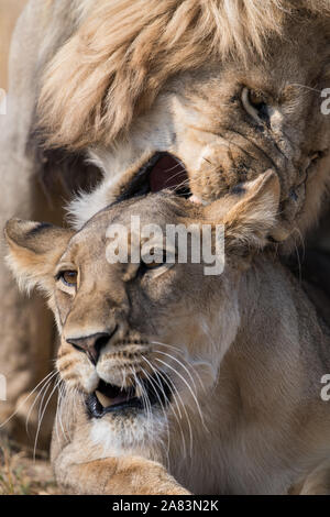 lion couple, Panthera leo, roaming through landscape of the Kalahari ...
