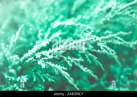 First frosts on green mint juniper branches with beautifully falling light from the sun, late autumn. Natural background. Top view, close up. Stock Photo