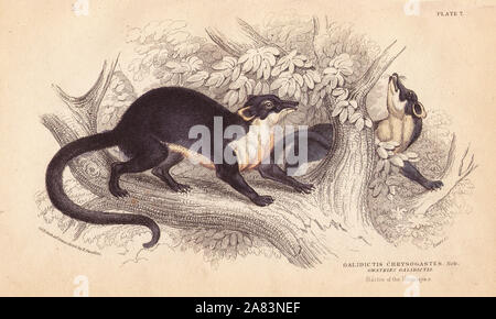 Yellow throated marten, Martes flavigula (Galidictis chrysogastes). Handcoloured steel engraving by Lizars after an illustration by Charles Hamilton Smith from a sketch by R. G. Watkin from William Jardine's Naturalist's Library, Edinburgh, 1843. Stock Photo