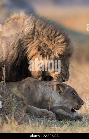 lion couple, Panthera leo, roaming through landscape of the Kalahari ...