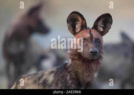 Close up of African wild dog (lycaonpictus) with bloody face and other pack members in background  in Moremi NP (Khwai river), Botswana