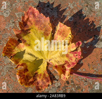 Dried grape vine leaf colored with the typical autumn hues on a colorful background Stock Photo