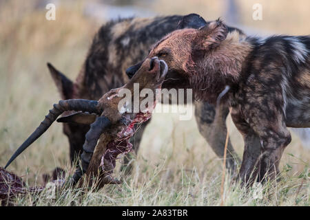 Pack of Africa wild dogs (lycaon pictus) with fresh impala kill in Moremi NP (Khwai river) Botswana Stock Photo