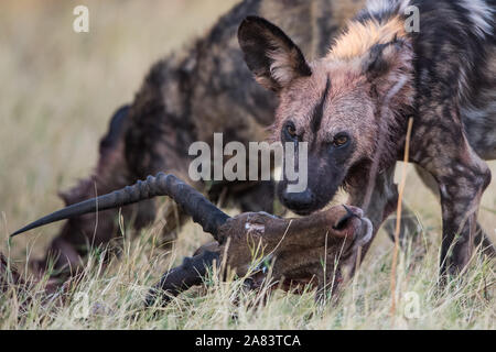 Pack of Africa wild dogs (lycaon pictus) with fresh impala kill in Moremi NP (Khwai river) Botswana Stock Photo