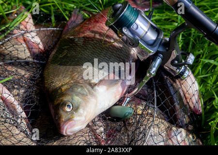 Good catch. Close up view of just taken from the water big freshwater common breams known as bronze bream or carp bream (Abramis brama) and fishing ro Stock Photo