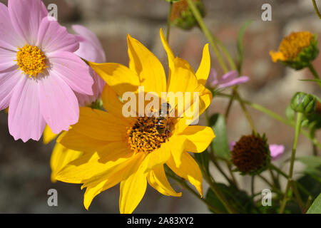 Close-up drone fly Eristalis tenax that is sitting on bright yellow Rudbeckia flower near pink Cosmos flower in bright sunlight. Stock Photo