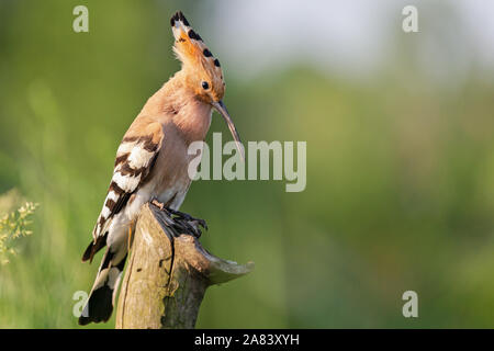 hoopoe sings a song in spring Stock Photo