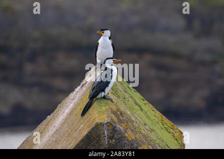 Little Pied Cormorant,  Phalacrocorax melanoleucos. Stock Photo