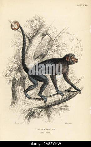 Red-faced spider monkey, Ateles paniscus (Coaita). Vulnerable. Handcoloured steel engraving by W.H. Lizars after an illustration by James Stewart from Sir William Jardine's Naturalist's Library: Monkeys, Edinburgh, 1844. Stock Photo