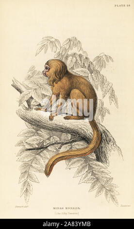 Golden lion tamarin, Leontopithecus rosalia (Silky tamarin, Midas rosalia). Endangered. Handcoloured steel engraving by W.H. Lizars after an illustration by James Stewart from Sir William Jardine's Naturalist's Library: Monkeys, Edinburgh, 1844. Stock Photo