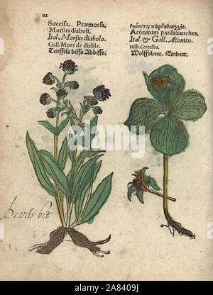 Devil's bit scabious, Succisa pratensis, and Herb Paris, Paris quadrifolia. Handcoloured woodblock engraving of a botanical illustration from Adam Lonicer's Krauterbuch, or Herbal, Frankfurt, 1557. This from a 17th century pirate edition or atlas of illustrations only, with captions in Latin, Greek, French, Italian, German, and in English manuscript. Stock Photo