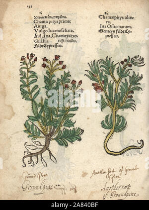 Yellow bugle or ground-pine species, Ajuga chamaepitys. Handcoloured woodblock engraving of a botanical illustration from Adam Lonicer's Krauterbuch, or Herbal, Frankfurt, 1557. This from a 17th century pirate edition or atlas of illustrations only, with captions in Latin, Greek, French, Italian, German, and in English manuscript. Stock Photo
