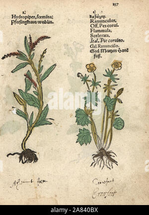 Waterpepper, Persicaria hydropiper, and water-crowfoot, Ranunculus aquatilis. Handcoloured woodblock engraving of a botanical illustration from Adam Lonicer's Krauterbuch, or Herbal, Frankfurt, 1557. This from a 17th century pirate edition or atlas of illustrations only, with captions in Latin, Greek, French, Italian, German, and in English manuscript. Stock Photo