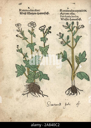 Water-crowfoot species, Ranunculus aquatilis. Handcoloured woodblock engraving of a botanical illustration from Adam Lonicer's Krauterbuch, or Herbal, Frankfurt, 1557. This from a 17th century pirate edition or atlas of illustrations only, with captions in Latin, Greek, French, Italian, German, and in English manuscript. Stock Photo