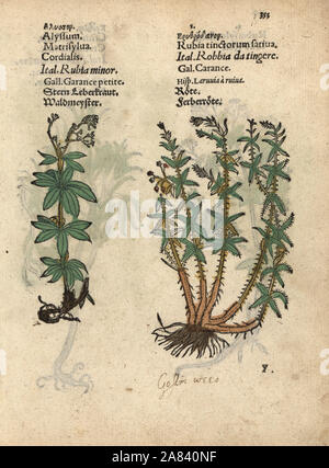 Sweetscented bedstraw, Galium odoratum, and dyer's madder, Rubia tinctorum. Handcoloured woodblock engraving of a botanical illustration from Adam Lonicer's Krauterbuch, or Herbal, Frankfurt, 1557. This from a 17th century pirate edition or atlas of illustrations only, with captions in Latin, Greek, French, Italian, German, and in English manuscript. Stock Photo