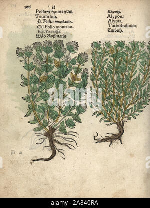 Mountain germander, Teucrium montanum, and turpeth, Operculina turpethum. Handcoloured woodblock engraving of a botanical illustration from Adam Lonicer's Krauterbuch, or Herbal, Frankfurt, 1557. This from a 17th century pirate edition or atlas of illustrations only, with captions in Latin, Greek, French, Italian, German, and in English manuscript. Stock Photo