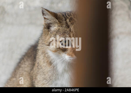 Feral tabby cat hiding behind fence, closeup Stock Photo