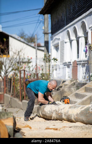 Strong lumberjack carrying a big beech log to split Stock Photo