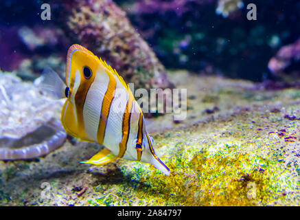 copperband butterfly fish in closeup, colorful tropical fish specie from the pacific ocean Stock Photo
