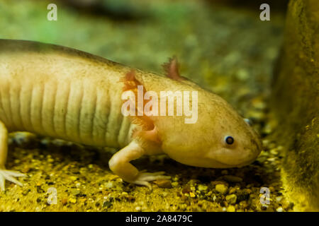 white axolotl in closeup, mexican walking fish, underwater salamander, tropical amphibian from mexico, Critically endangered animal specie Stock Photo