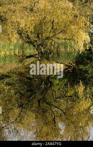 Willow tree and reflection in Autumn light Stock Photo