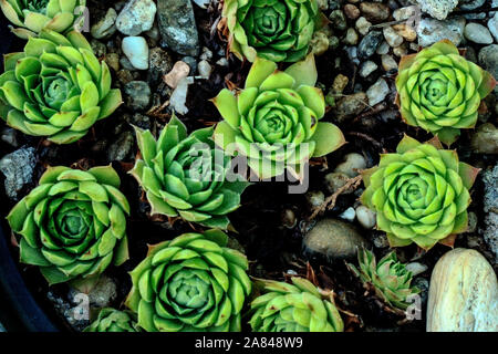 Plant that, according to popular belief, protects the houses and all the people who live there. Stock Photo