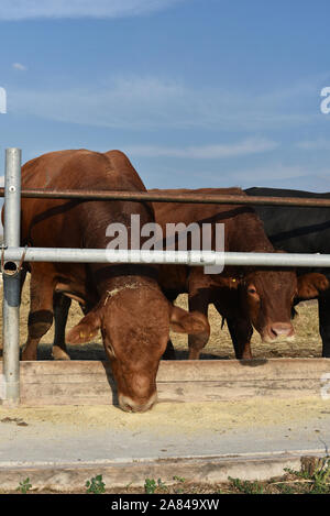 Limousine bulls on a farm. Limousine bulls spend time on the farm. Bulls eat and stand in the pen. A series of photos with red and black bulls in the Stock Photo