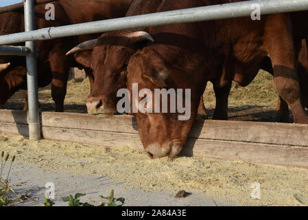 Limousine bulls on a farm. Limousine bulls spend time on the farm. Bulls eat and stand in the pen. A series of photos with red and black bulls in the Stock Photo