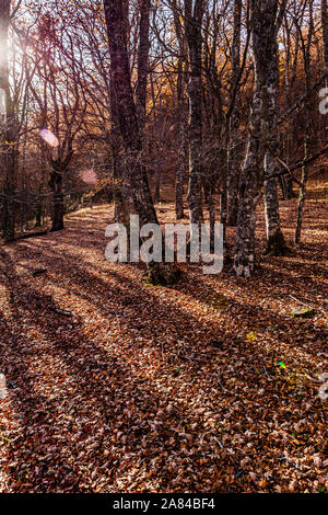 Nature: Autumn in Montejo de la Sierra beech, Madrid. Stock Photo